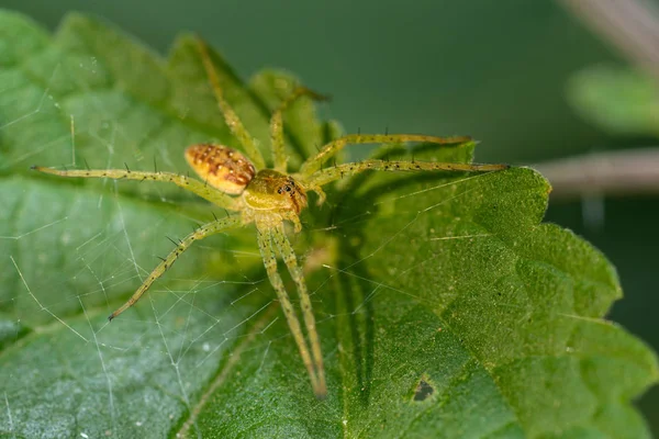 Araignée Sur Une Feuille Sur Fond Gros Plan — Photo