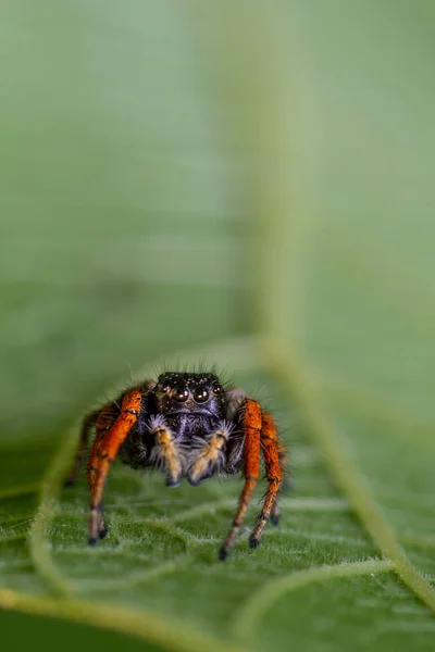 Eine Springende Spinne Auf Einem Blatt Auf Dem Hintergrund — Stockfoto