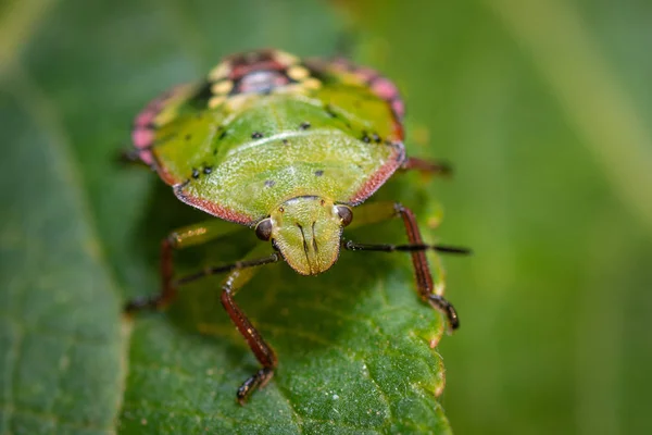 Green Bedbug Leaf Close — Stock Photo, Image