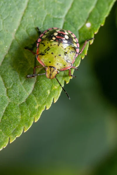 Green Bedbug Leaf Close — Stock Photo, Image