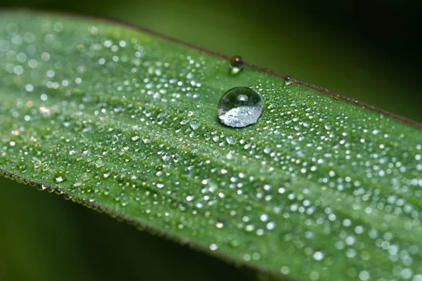 Gocce Acqua Una Foglia Nell Erba — Foto Stock