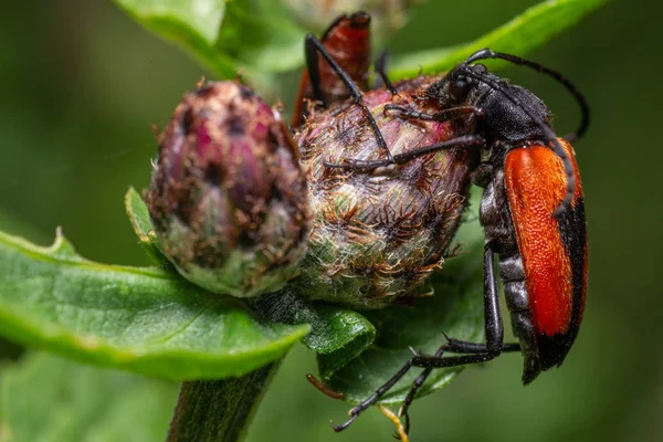 Insectos Una Flor Fondo Cerca — Foto de Stock