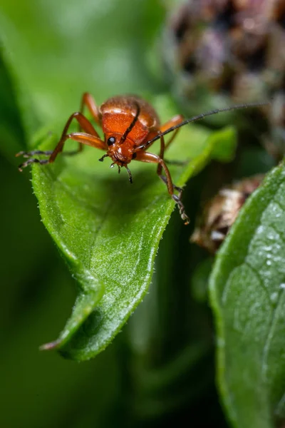 Käfer Auf Blatt Nahaufnahme Auf Naturhintergrund — Stockfoto