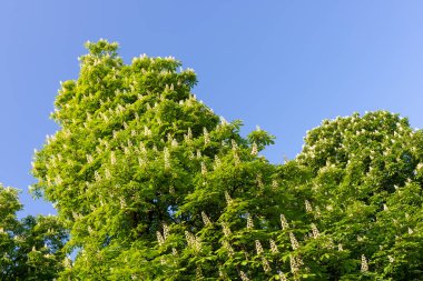 kestane ağaçları çiçekleri dolu doğal arka plan