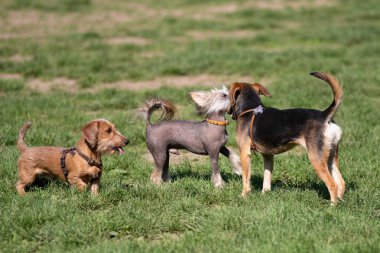 Köpekler mutlu oynarken parkta çim