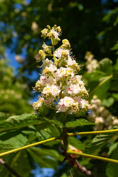 Natuurlijke Achtergrond Met Kastanjebomen Blossoms — Stockfoto