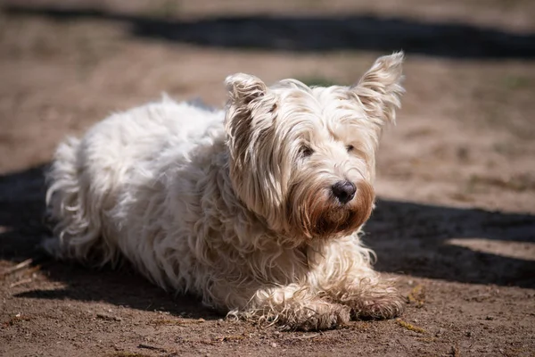 Happy Dog Playing Grass Park — Stock Photo, Image