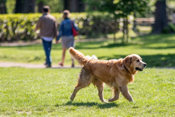 Szczęśliwy Pies Gra Trawie Parku — Zdjęcie stockowe