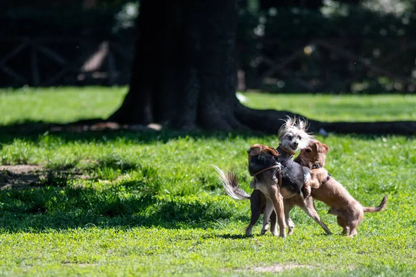 Happy Dogs Brincando Grama Parque — Fotografia de Stock