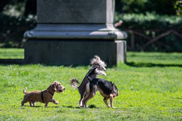 Szczęśliwe Psy Grać Trawie Parku — Zdjęcie stockowe
