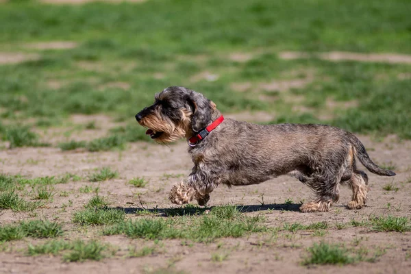 Boldog Kutya Játszik Füvön Park — Stock Fotó