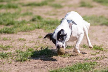 Köpek mutlu oynarken parkta çim