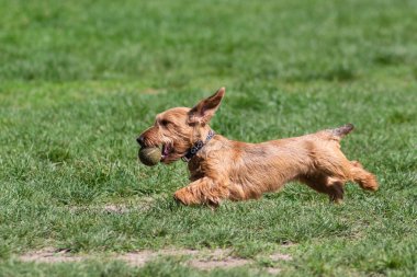 Köpek mutlu oynarken parkta çim