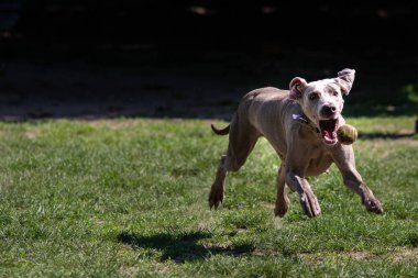 Köpek mutlu oynarken parkta çim