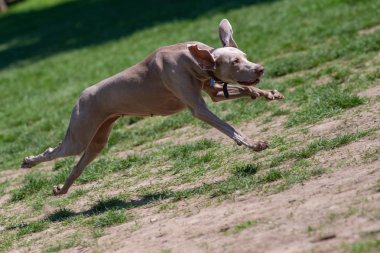 Köpek mutlu oynarken parkta çim