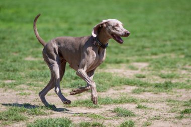 Köpek mutlu oynarken parkta çim