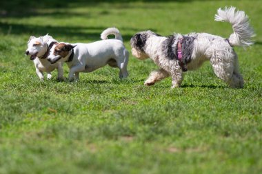 Köpekler mutlu oynarken parkta çim