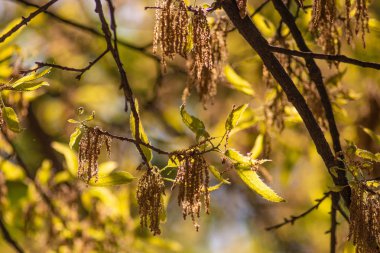 sonbahar ağaçları ile doğal arka plan