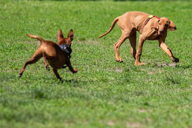 Köpekler mutlu oynarken parkta çim