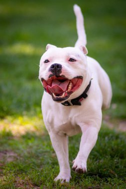 Köpek mutlu oynarken parkta çim