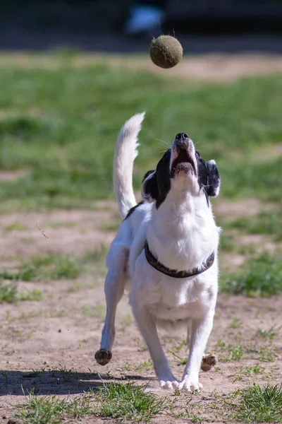 Feliz Cão Brincando Grama Parque — Fotografia de Stock