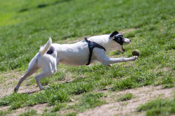 快乐的狗在公园的草地上玩耍 — 图库照片