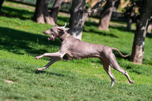 幸せな犬は 公園の芝生の上の再生 — ストック写真