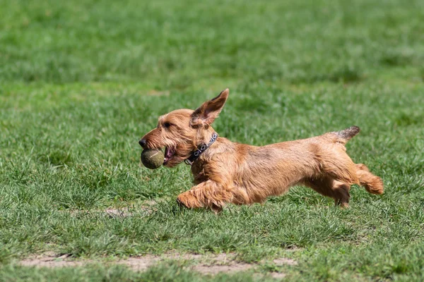 Feliz Cão Brincando Grama Parque — Fotografia de Stock