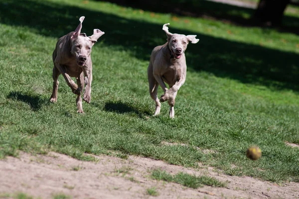 Happy Dogs Brincando Grama Parque — Fotografia de Stock