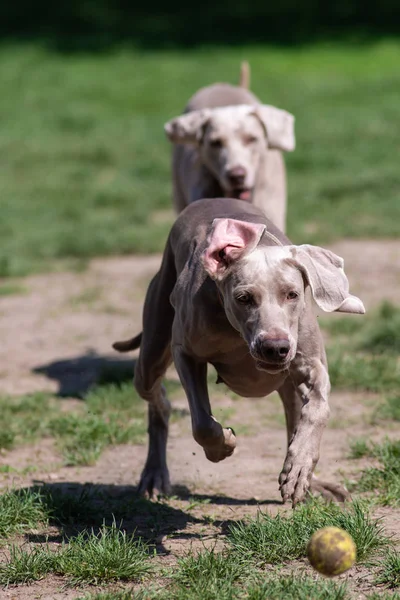 Glückliche Hunde Spielen Auf Dem Rasen Park — Stockfoto