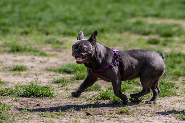 Boldog Kutya Játszik Füvön Park — Stock Fotó