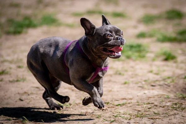 快乐的狗在公园的草地上玩耍 — 图库照片