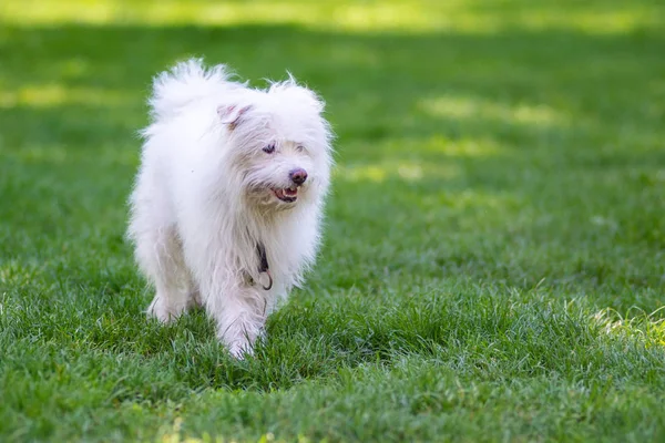 Cane Bianco Giocare Sull Erba Nel Parco — Foto Stock