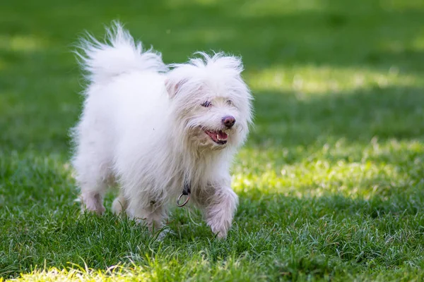 Cane Bianco Giocare Sull Erba Nel Parco — Foto Stock