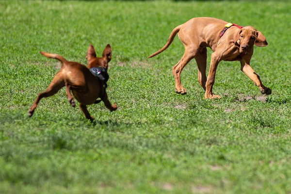 Glada Hundar Spelar Gräset Parken — Stockfoto