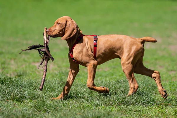 Feliz Cão Brincando Grama Parque — Fotografia de Stock