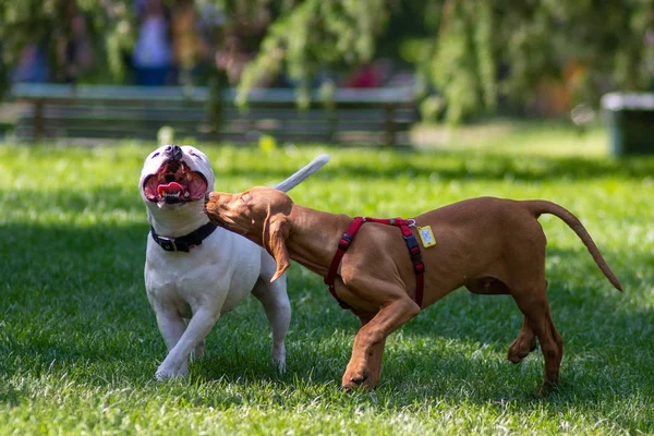 Chiens Heureux Jouer Sur Herbe Dans Parc — Photo