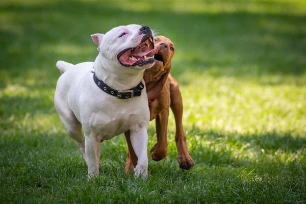 Chiens Heureux Jouer Sur Herbe Dans Parc — Photo