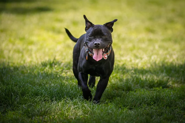 Boldog Kutya Játszik Füvön Park — Stock Fotó