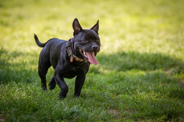 Boldog Kutya Játszik Füvön Park — Stock Fotó