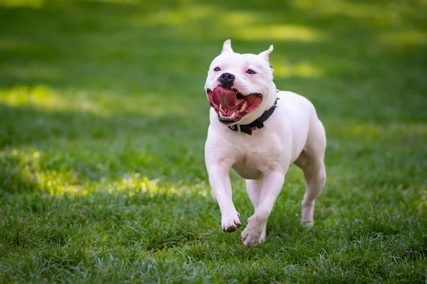 Feliz Cão Brincando Grama Parque — Fotografia de Stock