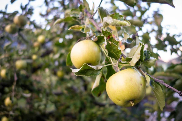 夏の庭の木に新鮮な熟したリンゴ — ストック写真