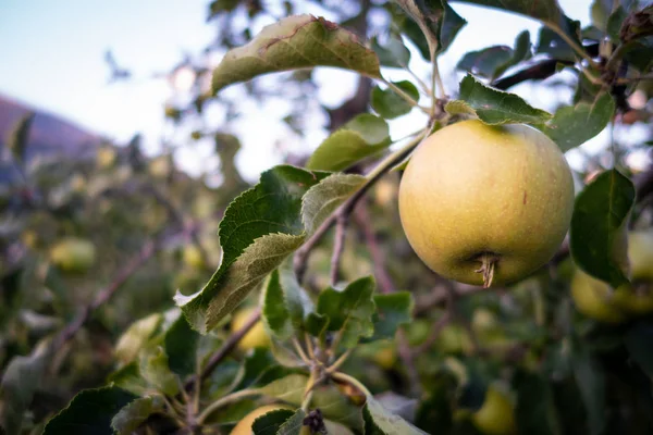 Manzanas Frescas Maduras Árbol Jardín Verano — Foto de Stock