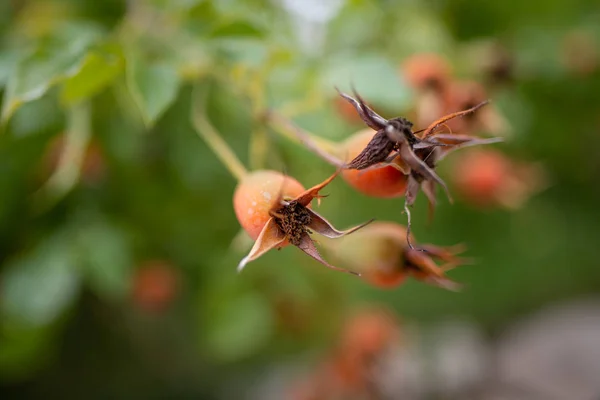 枝に熟した赤いバラ — ストック写真