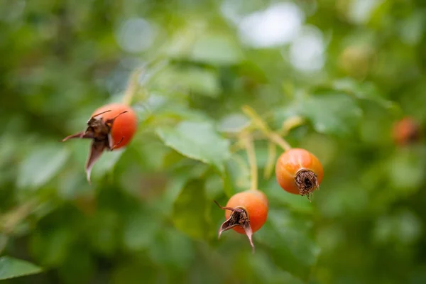 Olgunlaşmış Meyve Ile Bush Köpek Gül — Stok fotoğraf