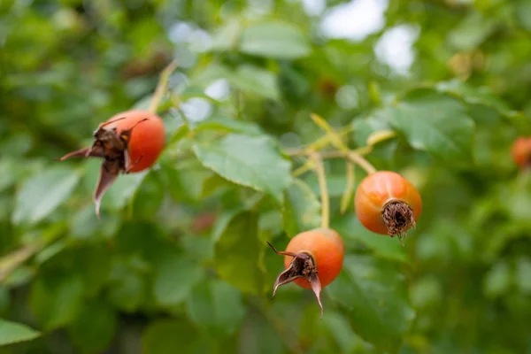 Bush Dog Rose Ripe Fruits — Stock Photo, Image