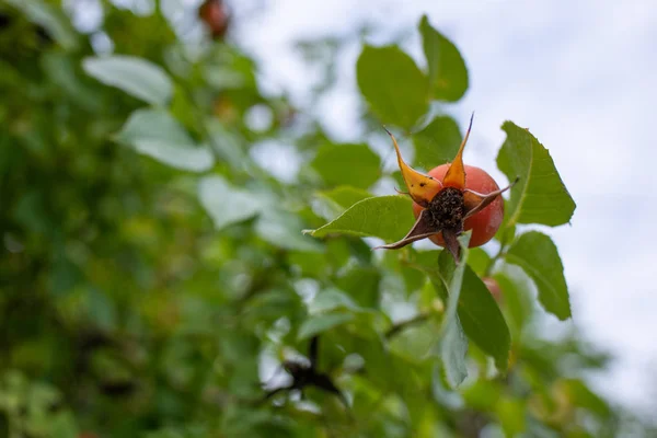 Olgun Meyve Ile Bush Köpek Gül — Stok fotoğraf