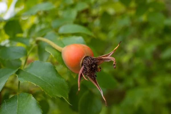 Bush Dog Rose Ripe Fruit — Stock Photo, Image