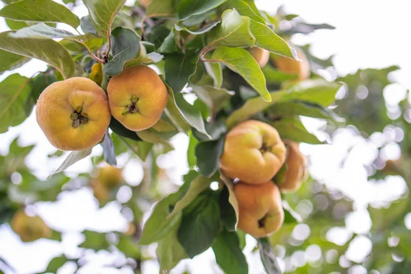 夏の庭の木に新鮮な熟した緑のリンゴ — ストック写真