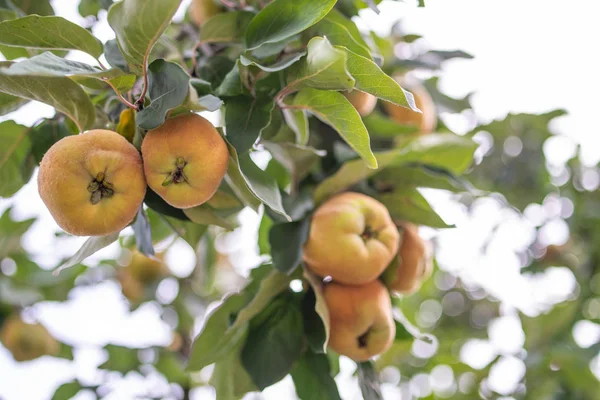 夏の庭の木に新鮮な熟した緑のリンゴ — ストック写真